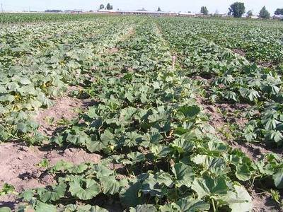 �Ϲ�ʲô�r(sh��)��Nֲ���ϹϵķNֲҪ�c(di��n)����Щ��