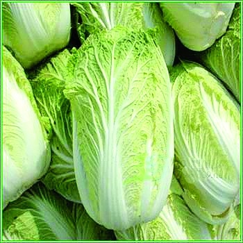 ʲô���ЙC��ײˣ��ЙC��ײ˷NֲҪ�c����Щ��