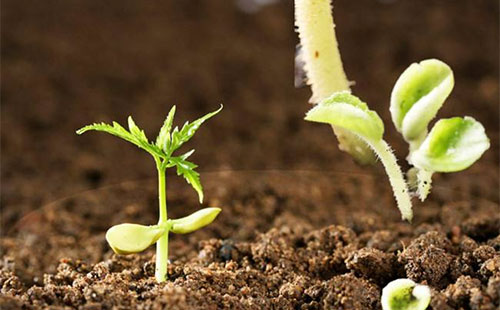 �A(y��)Ӌ(j��)ʮ����ĩ΢���������a(ch��n)�����������_(d��)��3000�f(w��n)������