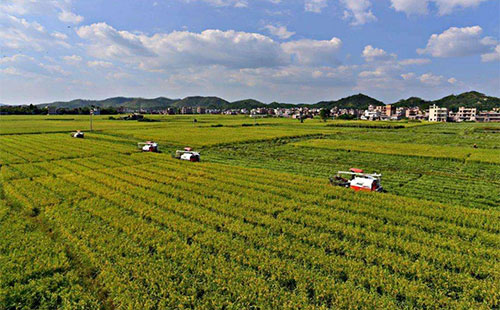 �ZʳΣ�C���̉m����������ĕ��q�r��