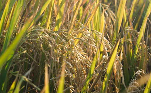 ���ʣ��Zʳ�q�r(ji��)��ظ��q�Įa(ch��n)Ʒ���q�r(ji��)څ���Ѷ�