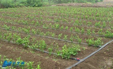 �����Ƅ��½�ˮ��һ�w���l(f��)չ