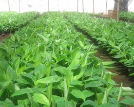 ��ֲ��������M(j��n)�Gɫ���r(sh��)��