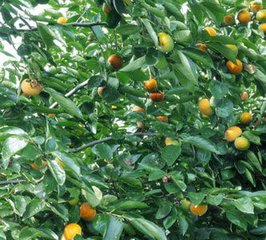 ����������Ʒ���ߌ��÷��аl