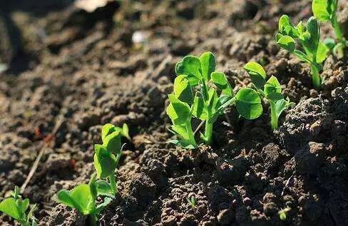 ������I�~���̼��ƏV�y���������^����һ�^�������������|�������y���ă���