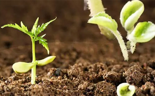 ΢������ϰlչ�F�����ӣ�����Щ�C��������