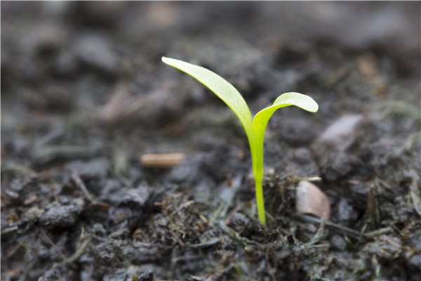 ���ͷ����Ј�(ch��ng)�\(y��n)�����ڵĆ�(w��n)�}