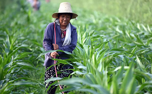 δ��ʮ�����Ї��r(n��ng)�I(y��)�΄�չ��