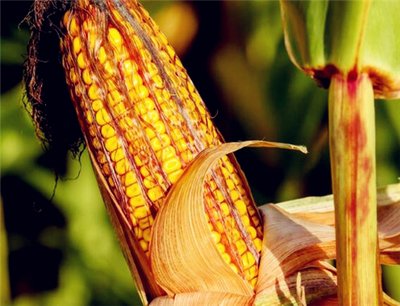 �r�I�r�岿Մ���׃r���^�m����ϝq�����Բ���