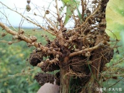 ΢������������r(n��ng)�I(y��)�Gɫ�l(f��)չ