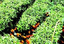 �������S�h�_չ��@�ЙC��������ʽ��O��Ӗ