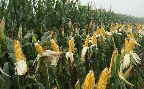 2019�����׹����΄݌��ʬF�Ă����c���AӋ���������к���ܳ��F�����Ի���