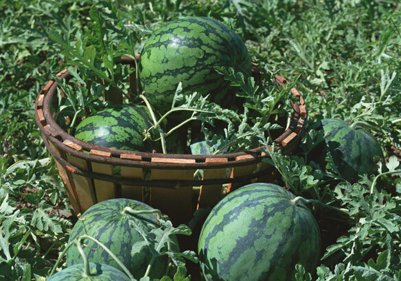 ���������ʺ���62�fԪ�pʧ�l���Г���