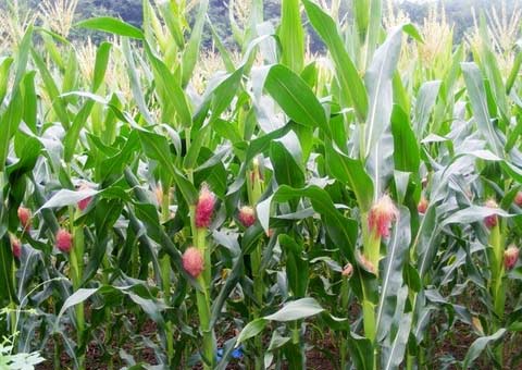 ���������׻����rˎ�pʩ��Ч�¼��g���g�F������̩�����_