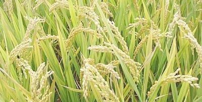 �o���ͮa �ӱ��е����Ј��O�ִܾ_�����ʵ��r�Y�aƷ�r�񷀶�