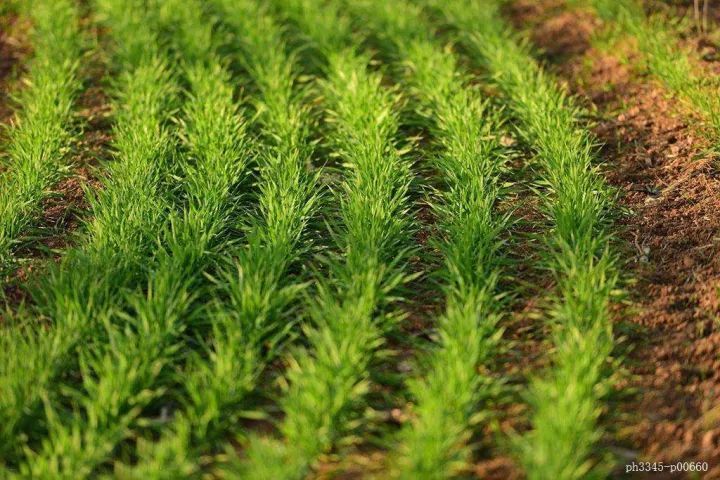 ȫ���r(n��ng)�����İl(f��)�����Ĳ�����N���\����r