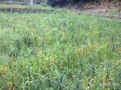 ����Ӆ^�S������M�l�������ЙC��׌�ٺϳ��ϡ��I�B�͡�