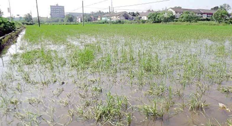 ����ӡ�l(f��)��(z��i)���r(n��ng)�������a(ch��n)�֏�(f��)���g(sh��)����