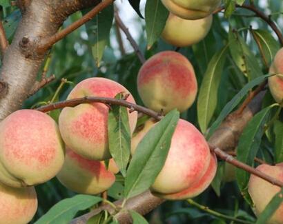 �������c�аlӋ���Ŀ���n�}���L�������A�У��Ҙ��ˎ�pʩ��Ч���g�����о��cʾ�������_�F�������u�r��