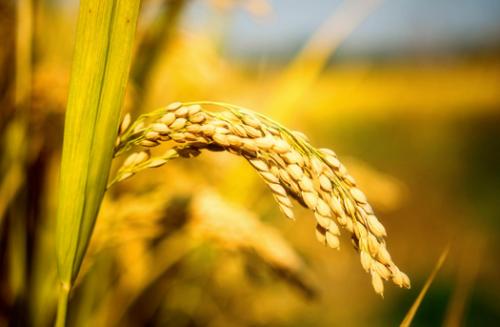 �ӱ���ȫ��ץ����Z���a(ch��n) �Zȡȫ��Zʳ�S�a(ch��n)�S��