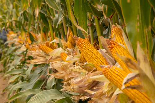 1663.25�������҇�(gu��)���׮��a(ch��n)�ل�(chu��ng)�¸�