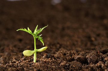 ����ʘI����עȫ��ֲ��I�B��ֲ������