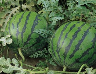 ��ȷ������ع����|����