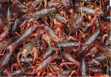 �l���l֪�� Ч��������---�����л��r������(y��ng)��һ���Ĉ��925.png