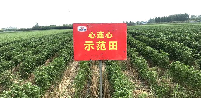 현ݶ�������(w��n)���l(f��)չ�����B�ļ��F��ֲ���(f��)�Ϸ��N�����F(xi��n)����ʽ���L��