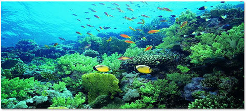 �ú���ʞ�ʲô��