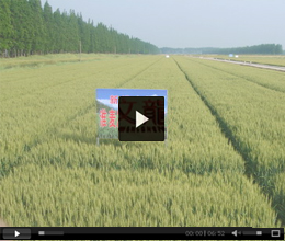 金正大企業(yè)宣傳片